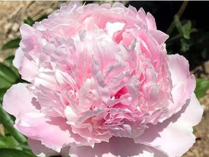 Pivonka čínska 'Eden's Perfume' - Paeonia lactiflora 'Eden's Perfume'