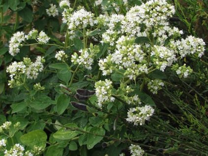 Oregáno, Pamajorán obyčajný 'Album' - Origanum vulgare 'Album'