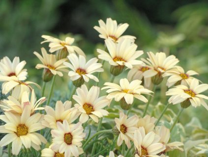 Rhodanthemum 'Sunshine Peach' - Rhodanthemum hosmariense 'Sunshine Peach'