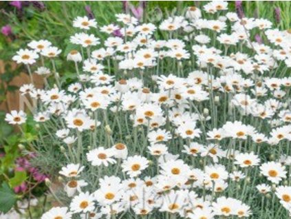 Rhodanthemum 'Tangiers' - Rhodanthemum hosmariense 'Tangiers'
