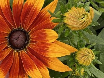 Echinacea  (rudbekia) srstnatá 'Rudy Fire' - Rudbeckia hirta  'Rudy Fire'