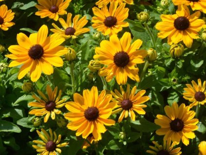 Echinacea (rudbekia) srstnatá 'Rudy Mini Yellow' - Rudbeckia hirta  'Rudy Mini Yellow'