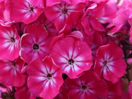 Flox latnatý 'Alexandra' - Phlox paniculata 'Alexandra'