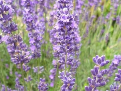 Levanduľa úzkolistá 'Munstead Dutch' - Lavandula angustifolia 'Munstead Dutch'