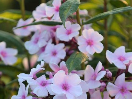 Flox metlinatý 'Narwiański Wir' - Phlox paniculata 'Narwiański Wir'