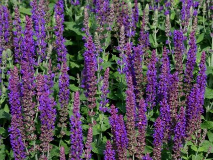 Šalvia hájna 'Sensation® Medium Violet' - Salvia nemorosa 'Sensation® Medium Violet'