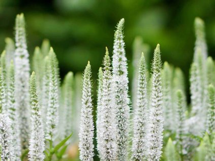 Veronika klasnatá 'Snow Candles' - Veronica spicata 'Snow Candles'
