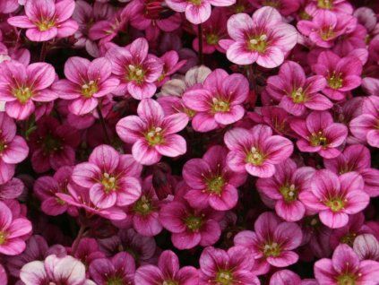 marto rose