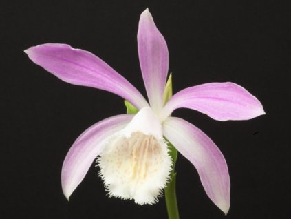 Plejonka tajvanská 'Blush of Dawn' - Pleione formosanum 'Blush of Dawn'