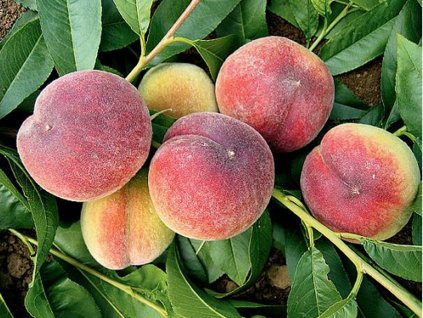 Broskyňa 'Primissima Delbard' (Balenie prostokorenný stromček, Podpník rakoniewiczká)