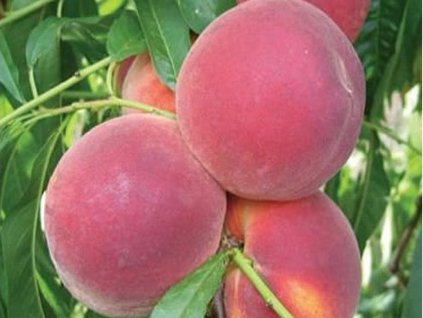 Broskyňa 'Symphonie'