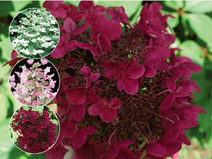 Hortenzia metlinatá 'Wim's Red'®