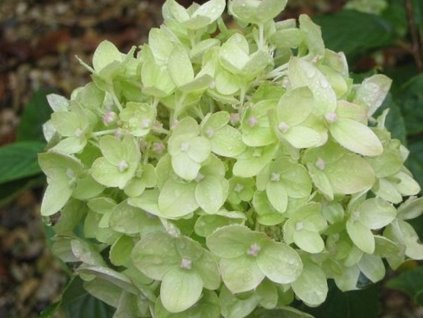 Hortenzia metlinatá Little Lime 'Jane' PBR