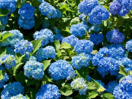 Hortenzia kalinolistá 'Blaumeise'