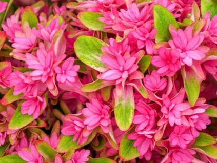 Hortenzia kalinolistá 'Princess Diana'