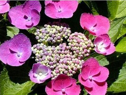 pink h