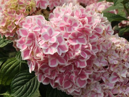 Hortenzia kalinolistá  Forever & Ever 'Peppermint'  Hydrangea 'Forever & Ever® Peppermint'