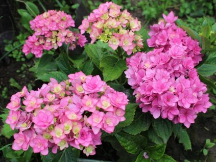 Hortenzia kalinolistá  You & Me 'Expression®'