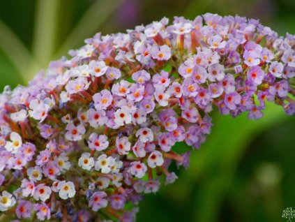 Budleja Dávidova Reve de Papillon Lavender®'Bosjerry'