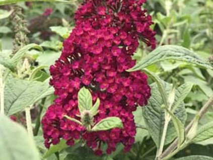 Budleja Dávidova Reve de Papillon Red® 'Boscranz'