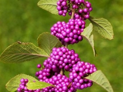 Krásnoplodka Bodinierova 'Imperial Pearl®'