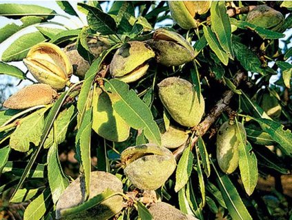 50763 mandlon sladkoploda krajova