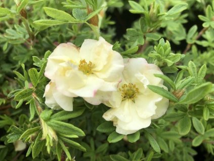 Nátržník krovitý  Double Punch® Cream 'Mincrero01'