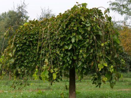 morus alba pendula 2