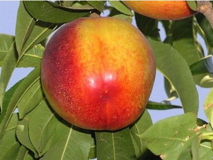 53013 nektarinka flavortop