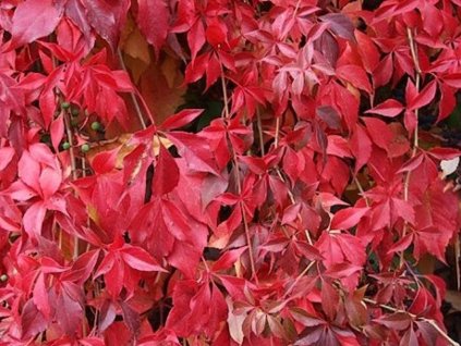 Pavinič päťlaločný var. engelmannii