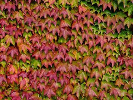 Pavinič trojlaločný