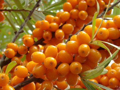 Rakytník rešetliakový 'Aromat'