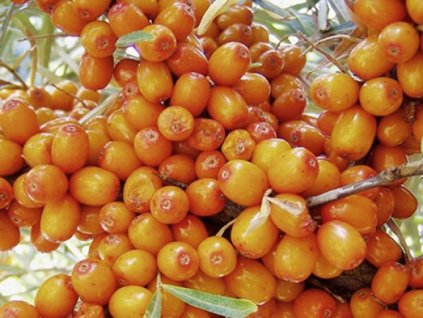 Rakytník rešetliakový 'Augustinka'