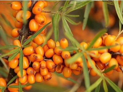 Rakytník rešetliakový 'Hergo'