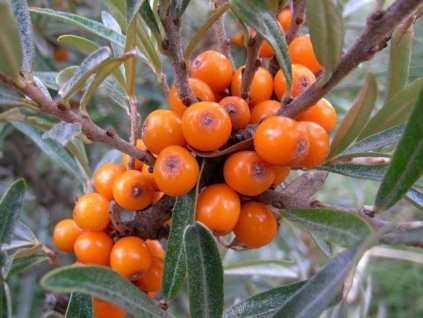 Rakytník rešetliakový 'Krasavice'