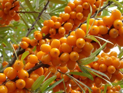 Rakytník rešetliakový 'Nela'