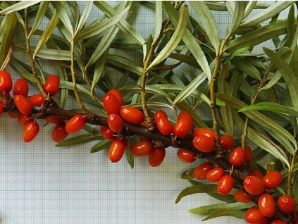 Rakytník rešetliakový 'Sibiřský ruměnec'