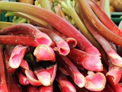 Rebarbora 'Raspberry Red' - Rheum x hybridum 'Raspberry Red'