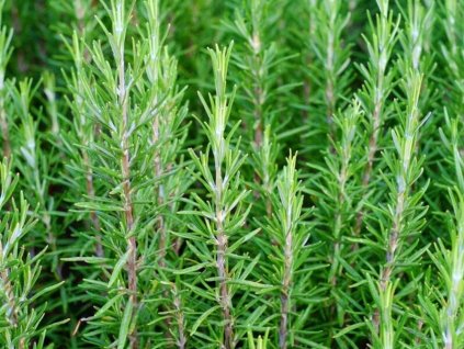 Rozmarín lekársky 'Blue Winter'- Rosmarinus officinalis 'Blue Winter'