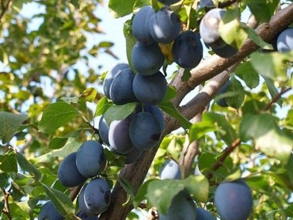 Slivka 'Hamanova'