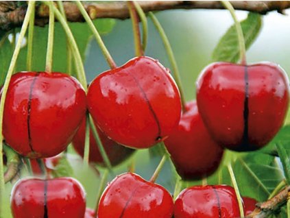 Čerešňa 'Natalie'