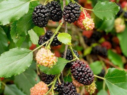 Moruša 'Mojo Berry'