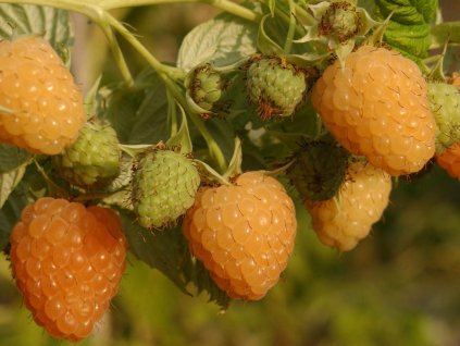 Malina 'Autumn Amber®' - remontantná