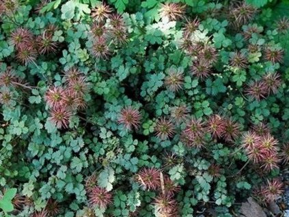 Acéna Buchananova - Acaena buchananii