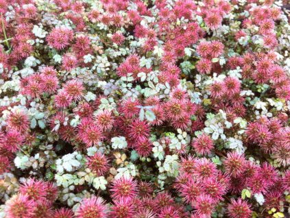 Acéna drobnolistá 'Kupferteppich' - Acaena microphylla 'Kupferteppich'