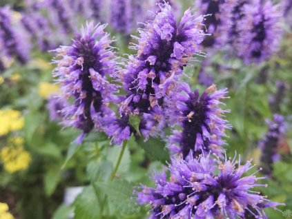 Agastache 'Blue Fortune' - Agastache 'Blue Fortune'