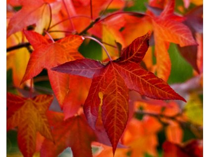Ambrovník styraxový 'Autumn Color'