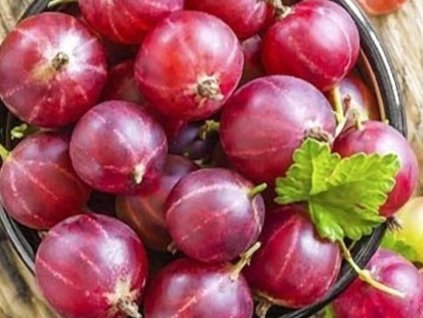 Egreš 'Niesluchowski'