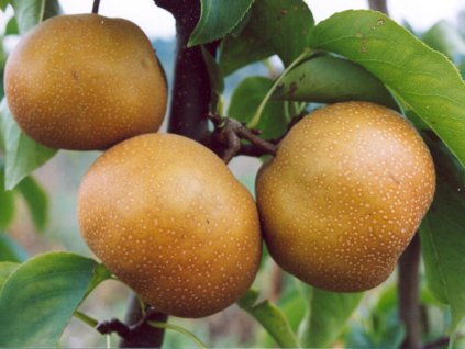 Ázijská hruška 'Nutiika'