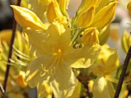 Azalka 'Anneke'